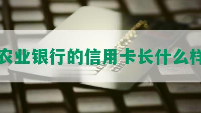 农业银行的信用卡长什么样