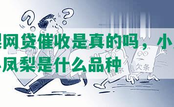 小凤梨网贷催收是真的吗，小凤梨骗局，小凤梨是什么品种